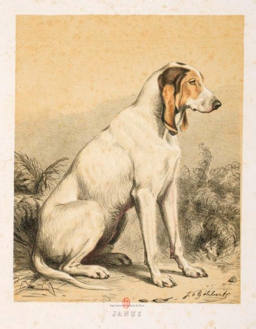 Janus par J. Gélibert - Tiré de l'Exposition du Bois de Boulogne (1863) - Journal des chasseurs